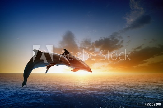 Picture of Dolphins jumping